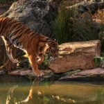 Bengal tiger stepping cautiously into a pond, surrounded by natural rock setting.
