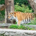 Siberian tiger walking among trees in a zoo, showcasing natural stripes and powerful presence.