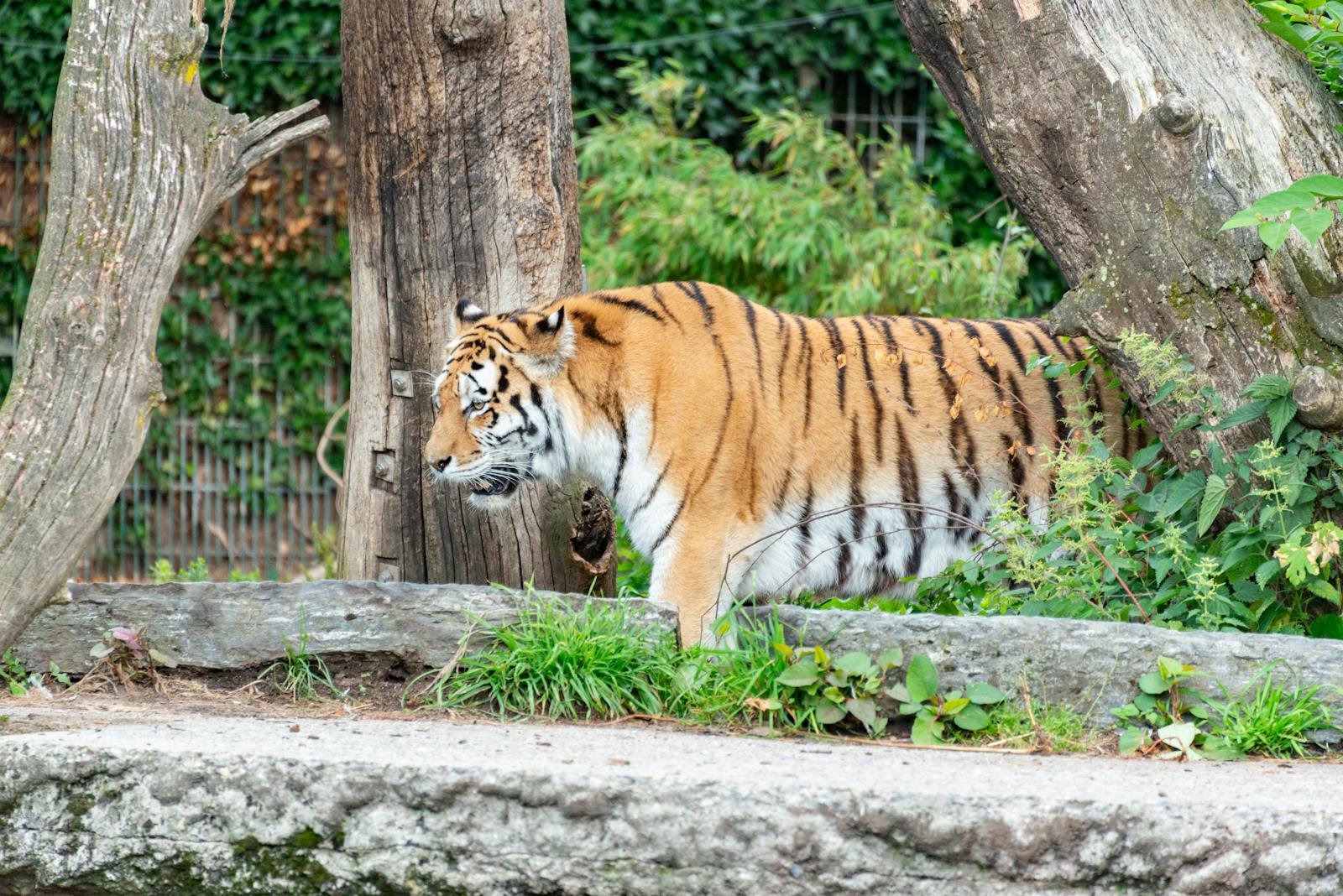 Siberian tiger walking among trees in a zoo, showcasing natural stripes and powerful presence.