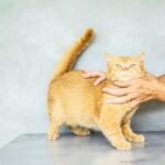 Ginger cat with bright eyes being gently held by human hands against a neutral background.