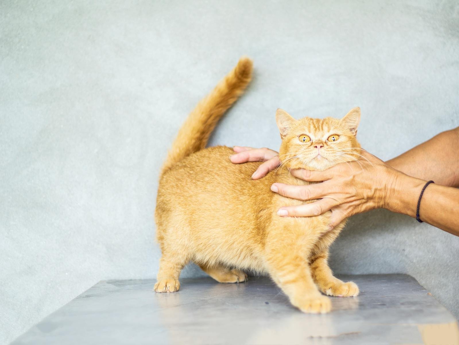 Ginger cat with bright eyes being gently held by human hands against a neutral background.