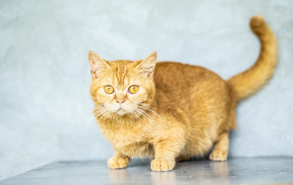 Cute ginger cat with vivid eyes posing indoors on a gray background.