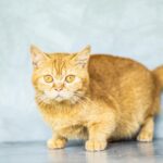 Cute ginger cat with vivid eyes posing indoors on a gray background.