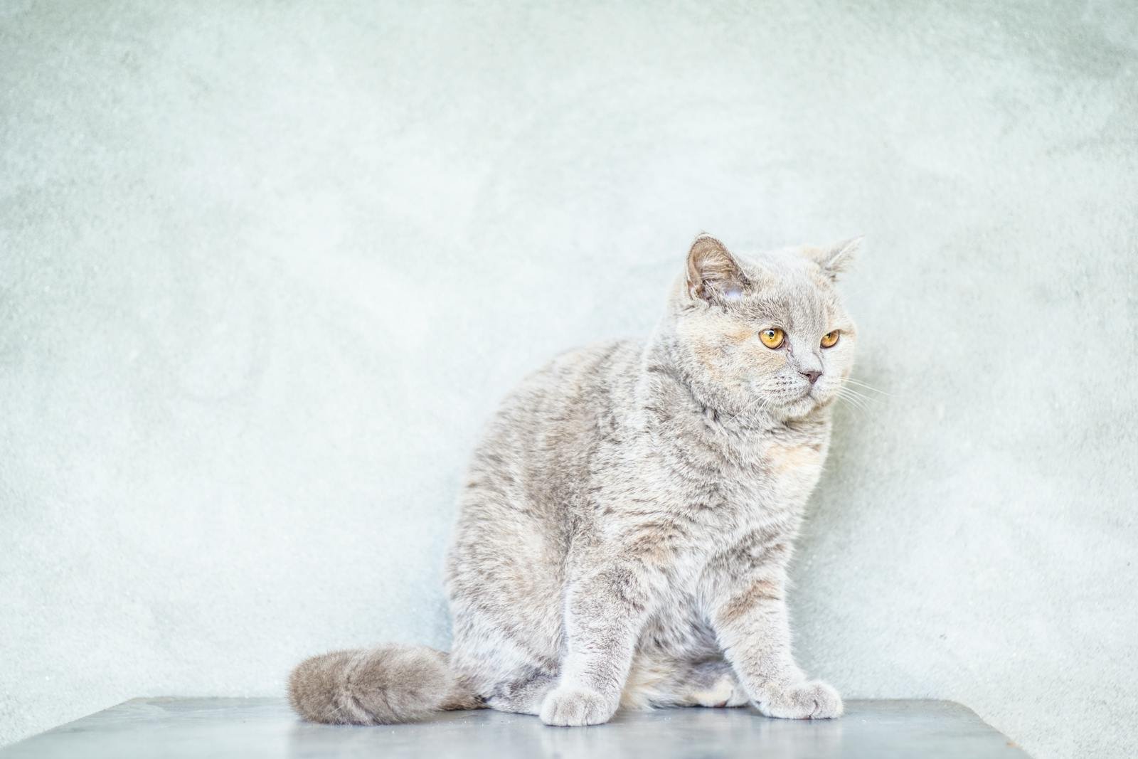 Beautiful British Shorthair cat with orange eyes posing in a minimalist indoor setting.