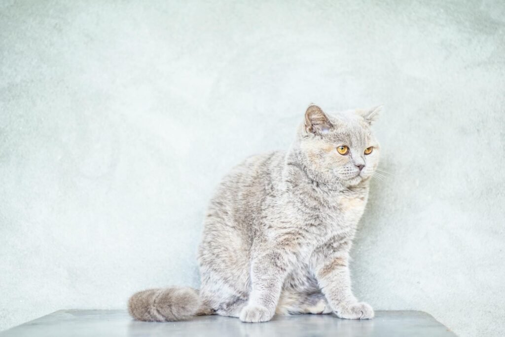 Beautiful British Shorthair cat with orange eyes posing in a minimalist indoor setting.
