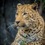 A striking close-up of a leopard (Panthera pardus) amidst its natural habitat.