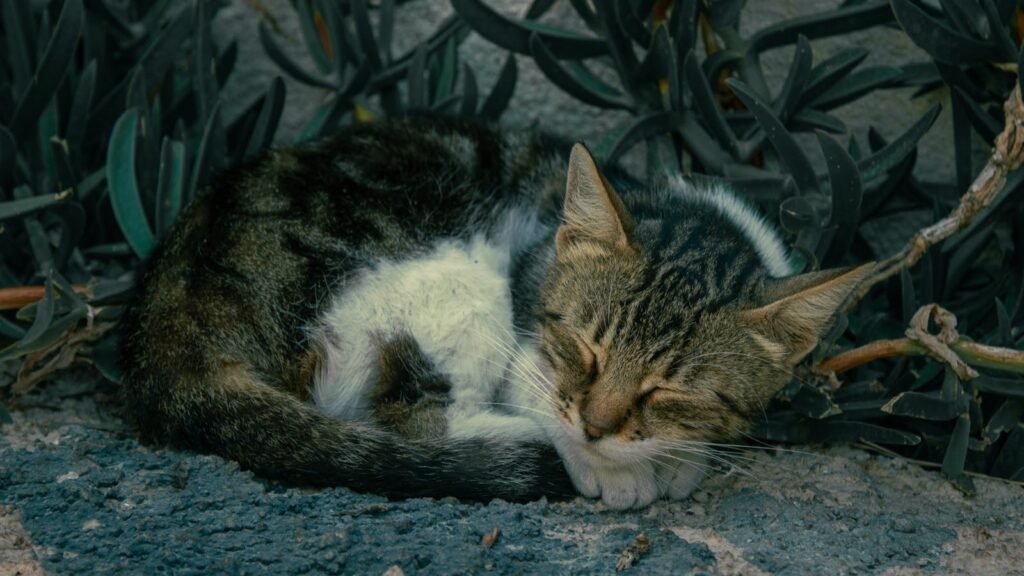 A serene image of a tabby cat sleeping among foliage in an outdoor setting.