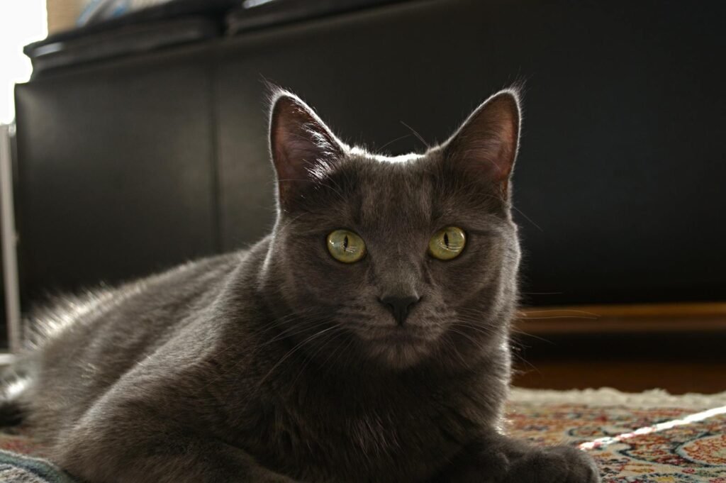 Portrait of a Russian Blue cat relaxing indoors with a focused gaze.