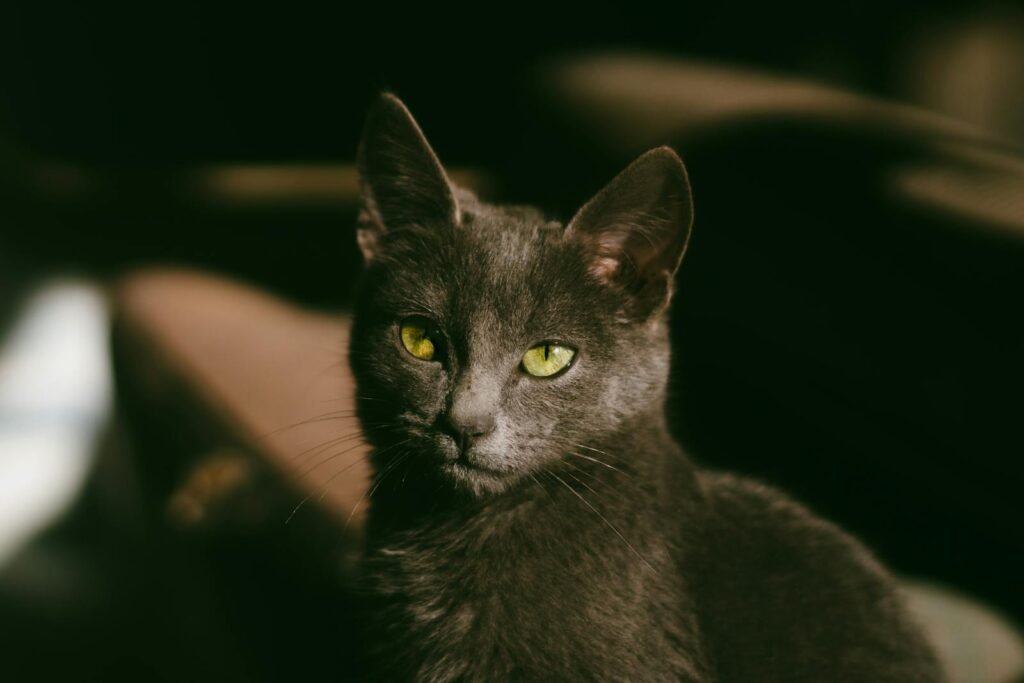 Beautiful gray cat with striking green eyes captured in soft indoor lighting. Perfect for pet enthusiasts.