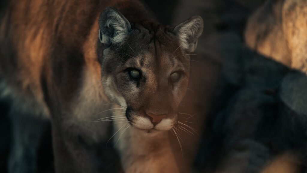 Close-up of a mountain lion stealthily moving through its habitat with a focus on its eyes.