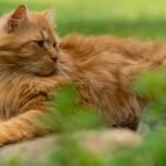 A fluffy longhaired ginger cat relaxing outdoors on a sunny day.
