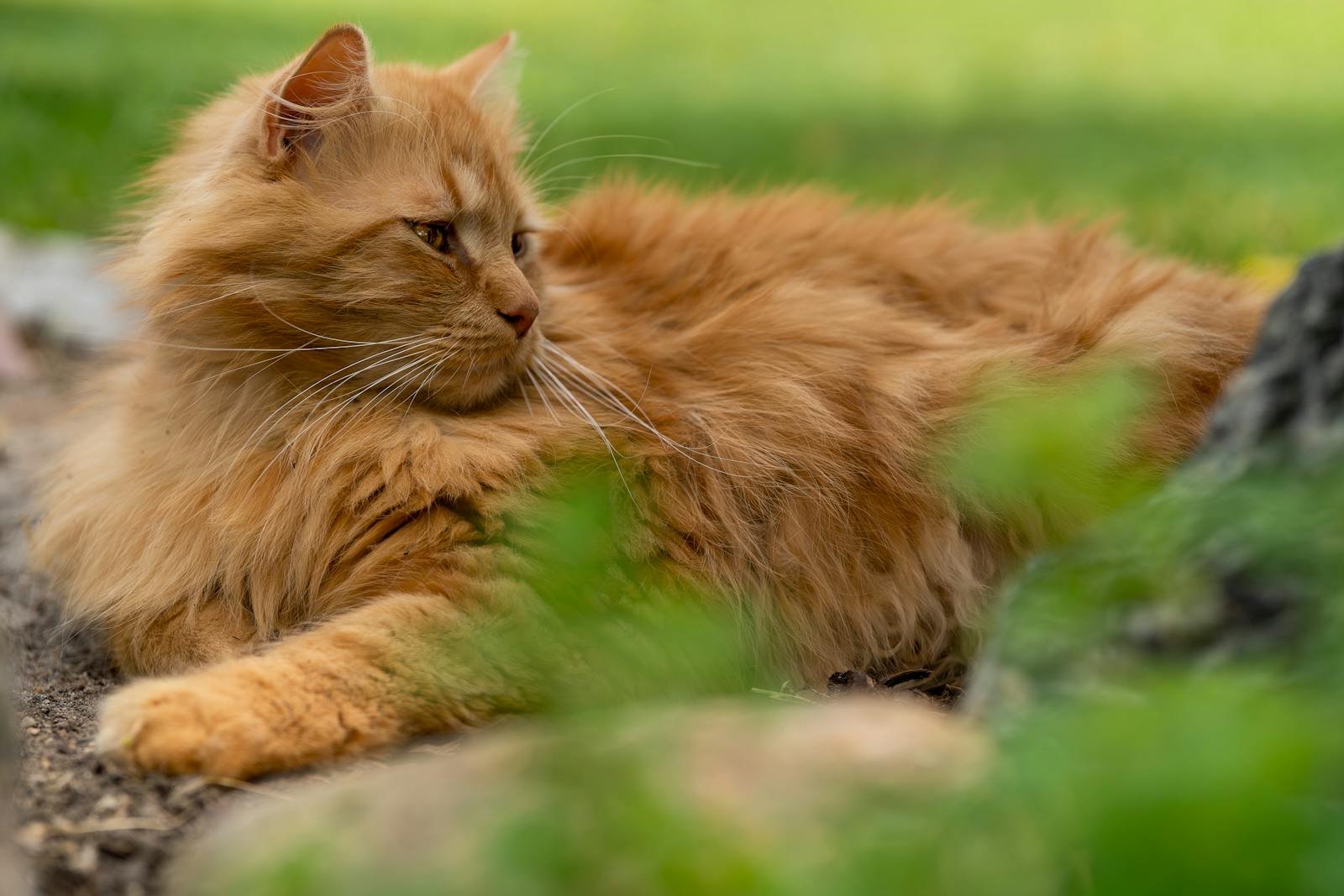 A fluffy longhaired ginger cat relaxing outdoors on a sunny day.