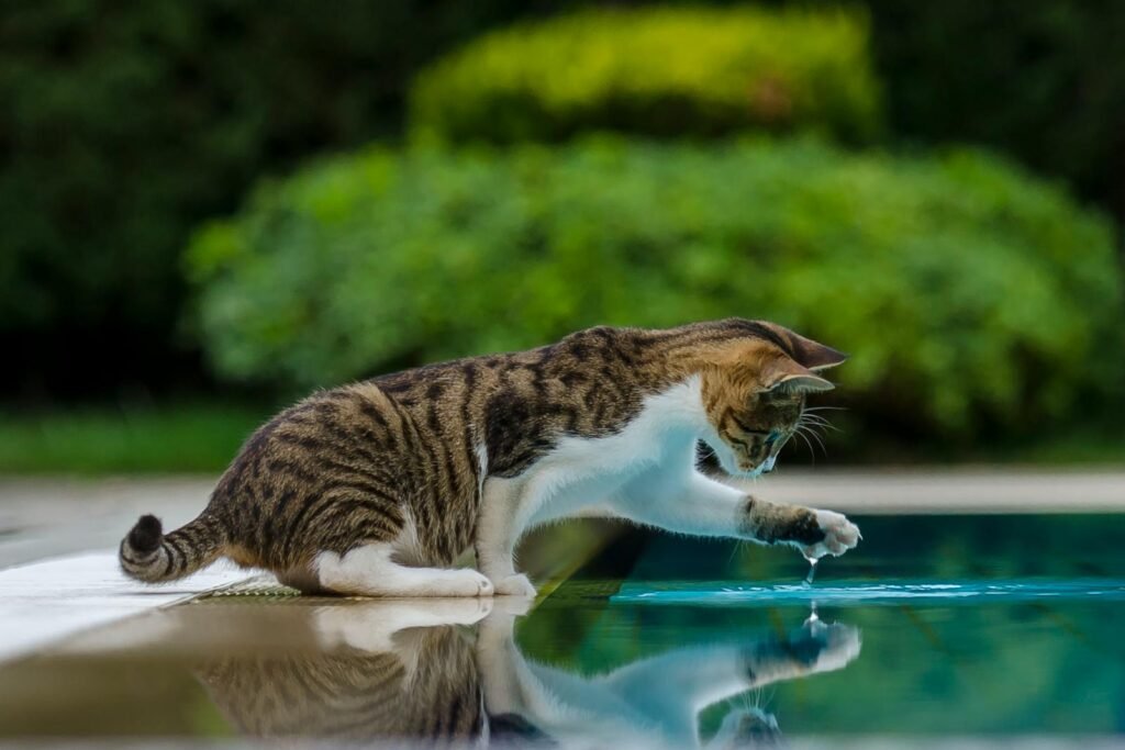A playful cat explores its reflection by the pool, highlighting curiosity and nature's beauty.