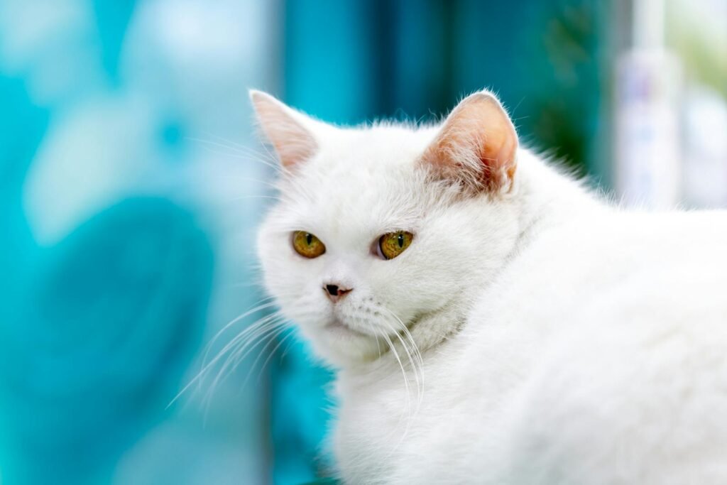 A white Turkish Angora cat with a beautiful blue background, showcasing elegance and poise.