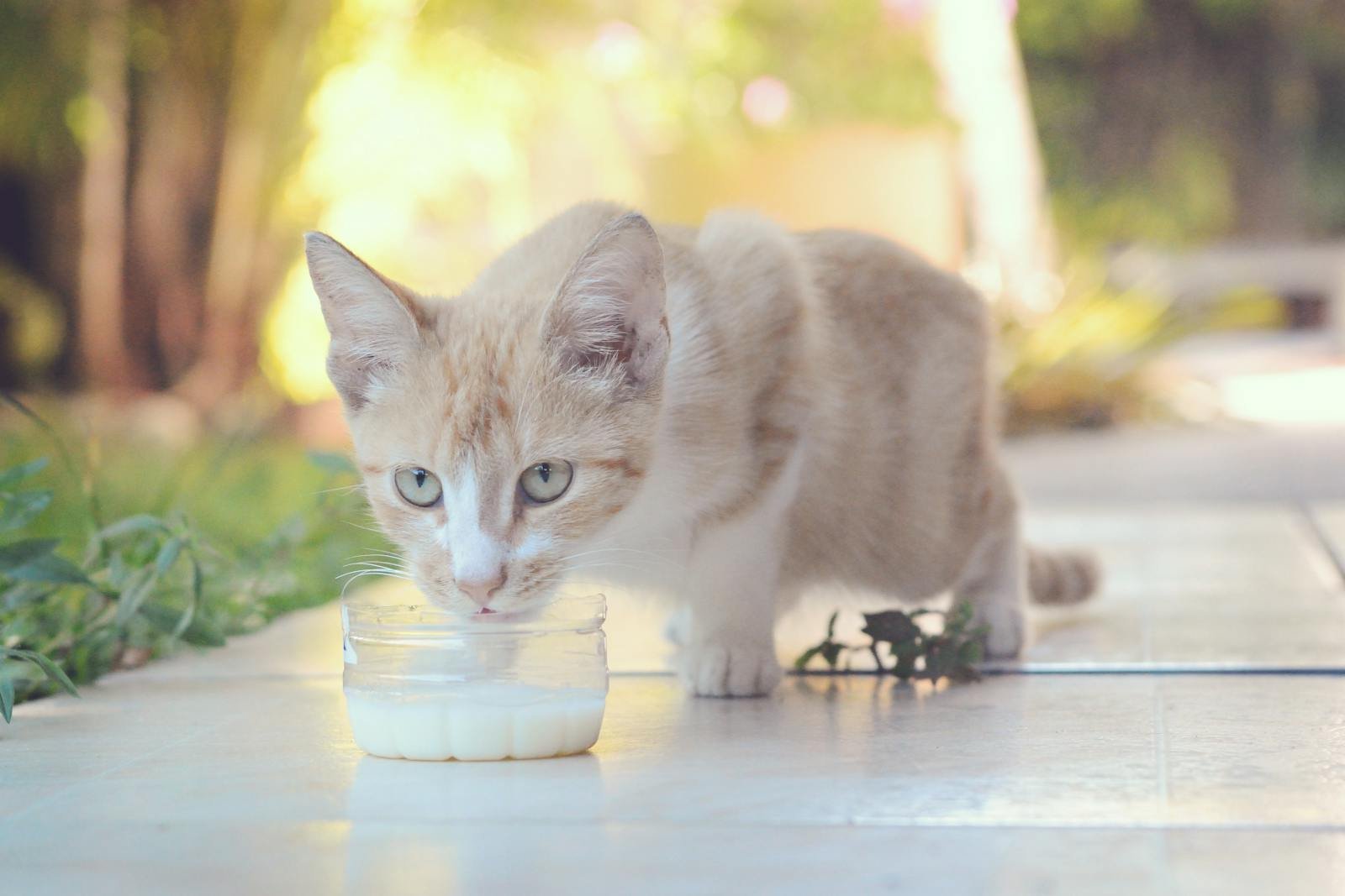 Cute cream kitten drinking milk from a jar on a sunny day outdoors. Perfect pet photography moment.