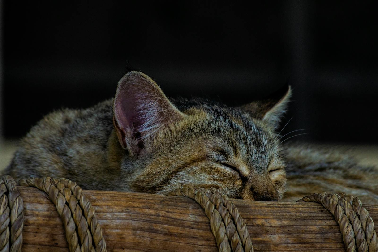 Serene image of a domestic cat sleeping peacefully in a woven basket, capturing tranquility and warmth.