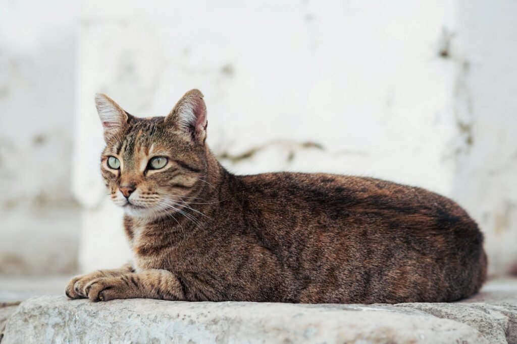 A peaceful tabby cat lounging on a stone in Carthage, Tunisia. Ideal for pet and travel themes.