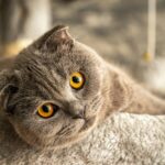 Cute Scottish Fold cat with bright orange eyes lounging indoors, showcasing its distinctive features.