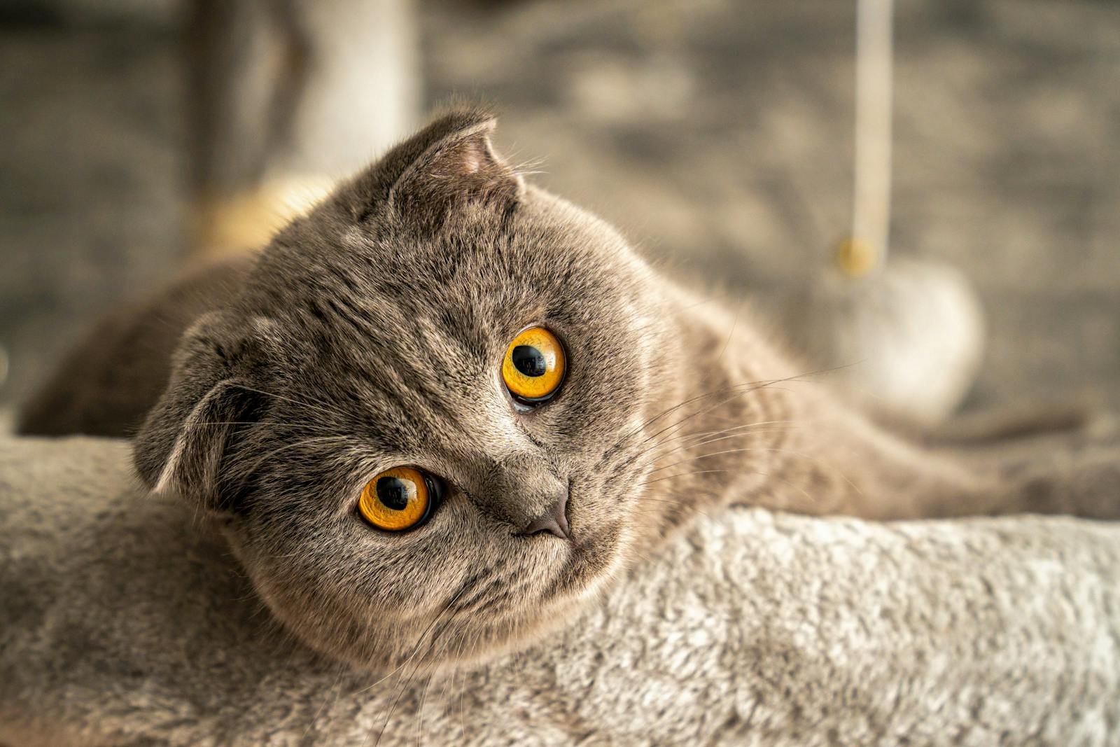 Cute Scottish Fold cat with bright orange eyes lounging indoors, showcasing its distinctive features.