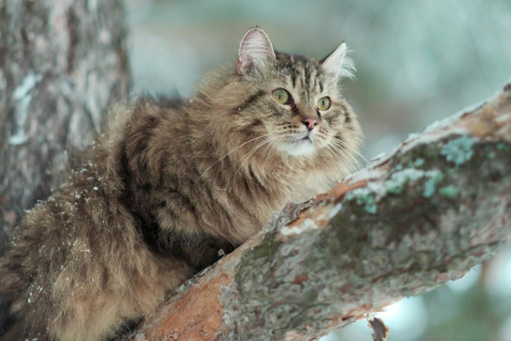 Majestic Siberian cat in winter scene, perched on a snowy tree branch.