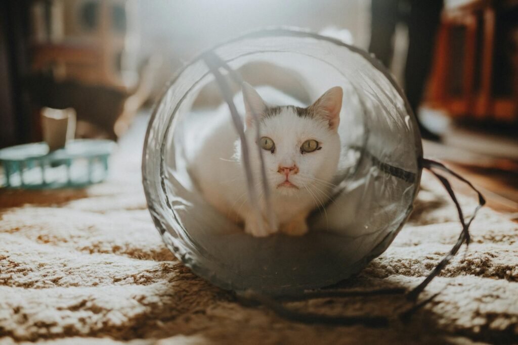 A white cat peeks out of a play tunnel indoors, basking in warm sunlight streaming through.