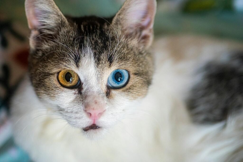 Close-up shot of a cat with heterochromia, showcasing two different eye colors, golden and blue.
