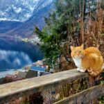 Charming brown cat perched on a fence in Hallstatt, Austria.