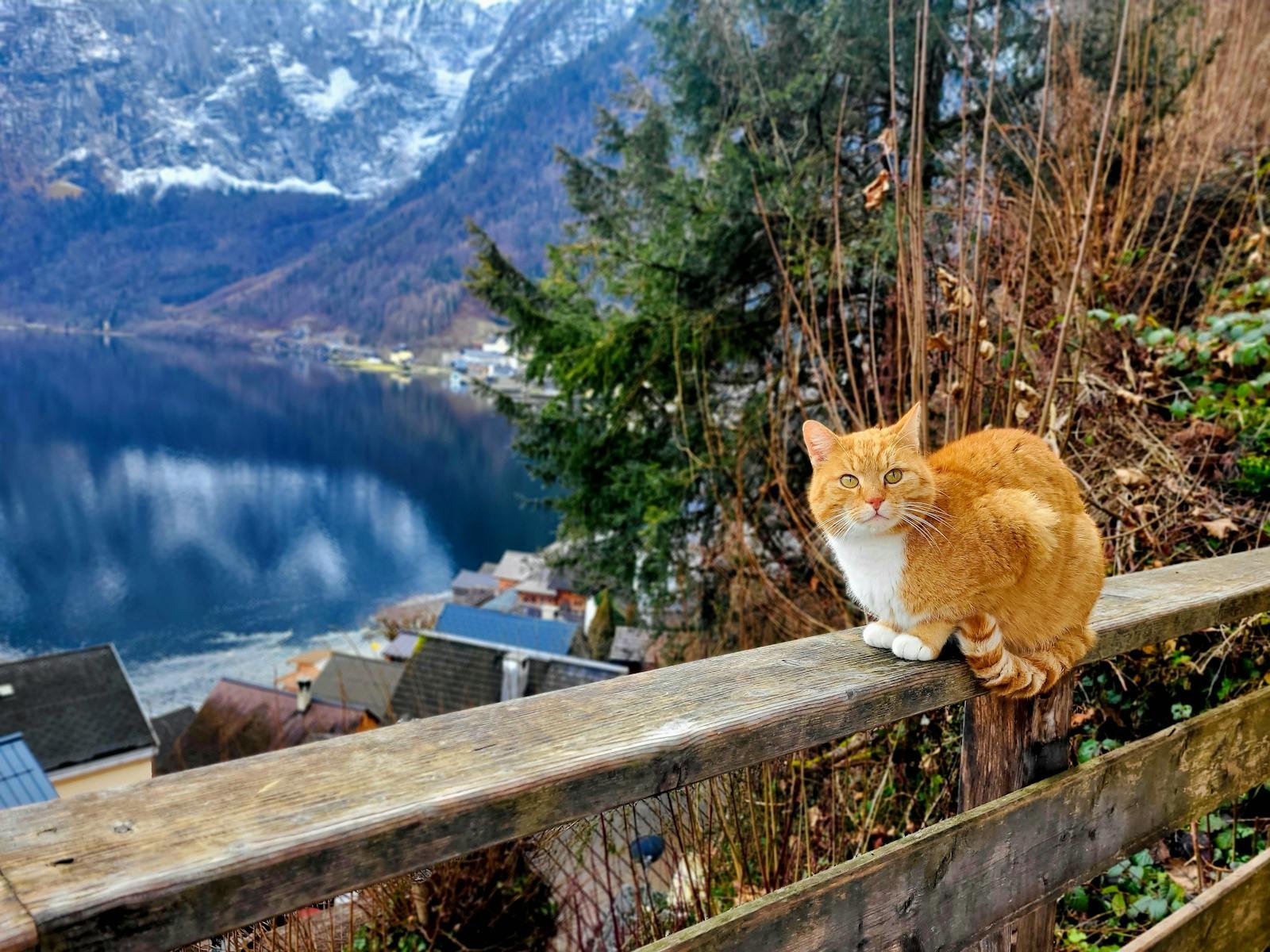 Charming brown cat perched on a fence in Hallstatt, Austria.