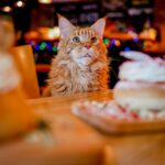 A curious Maine Coon cat gazes at delicious pastries in a cozy café setting.