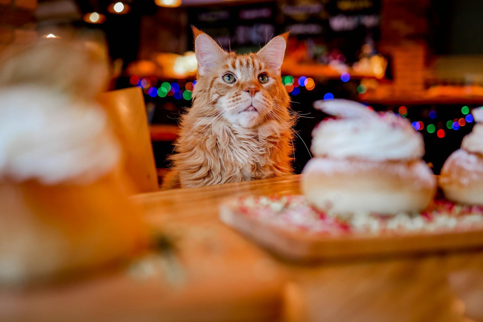 A curious Maine Coon cat gazes at delicious pastries in a cozy café setting.
