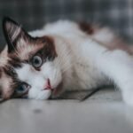 A beautiful Ragdoll cat with striking blue eyes lying on the floor, showing curiosity.