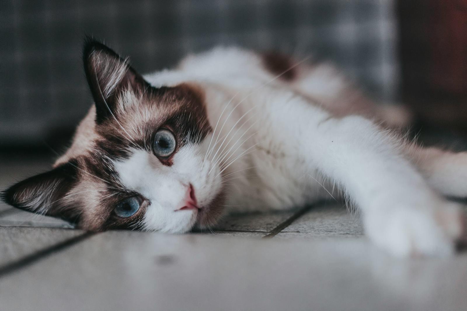 A beautiful Ragdoll cat with striking blue eyes lying on the floor, showing curiosity.