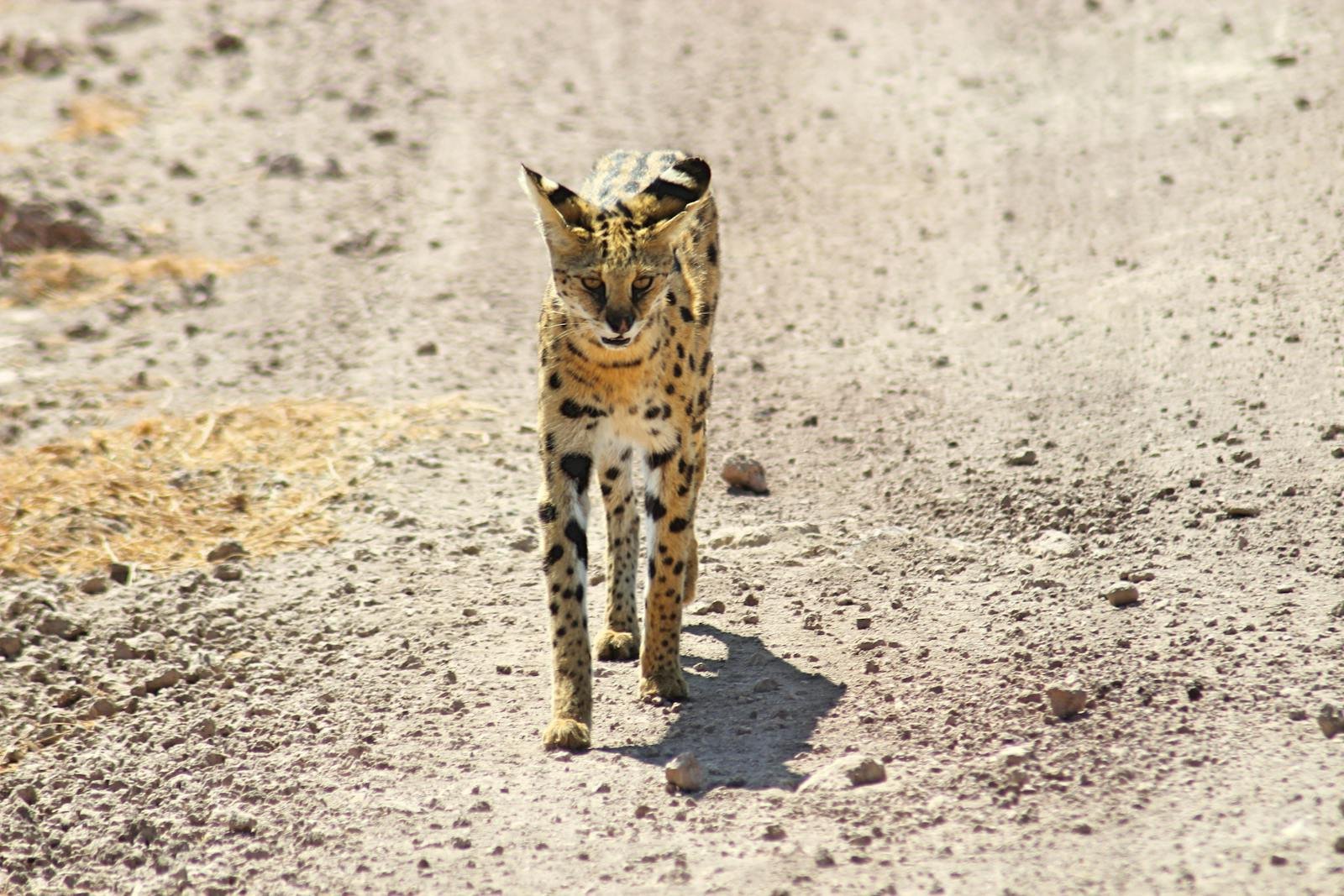 A serval gracefully walking down a sunlit dirt path in a natural habitat.