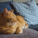 cat, red cat, cat's eyes, lying cat, dream, domestic cat, a well-groomed cat, calm cat, relaxation, sleeping cat, rest, dachowiec, cat, cat, cat, cat, cat, pet, animal, dream, dream, sleeping cat