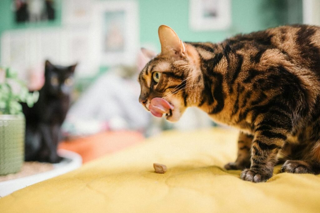 Close-up of a Bengal cat licking its lips indoors on a yellow blanket with a black cat in the background.