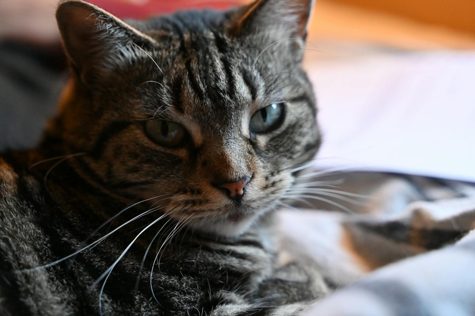 Charming close-up of a relaxed tabby cat with bright eyes lying indoors.