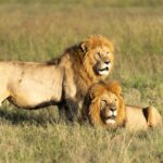 Two majestic male lions resting in the grasslands of Kenya's Maasai Mara.