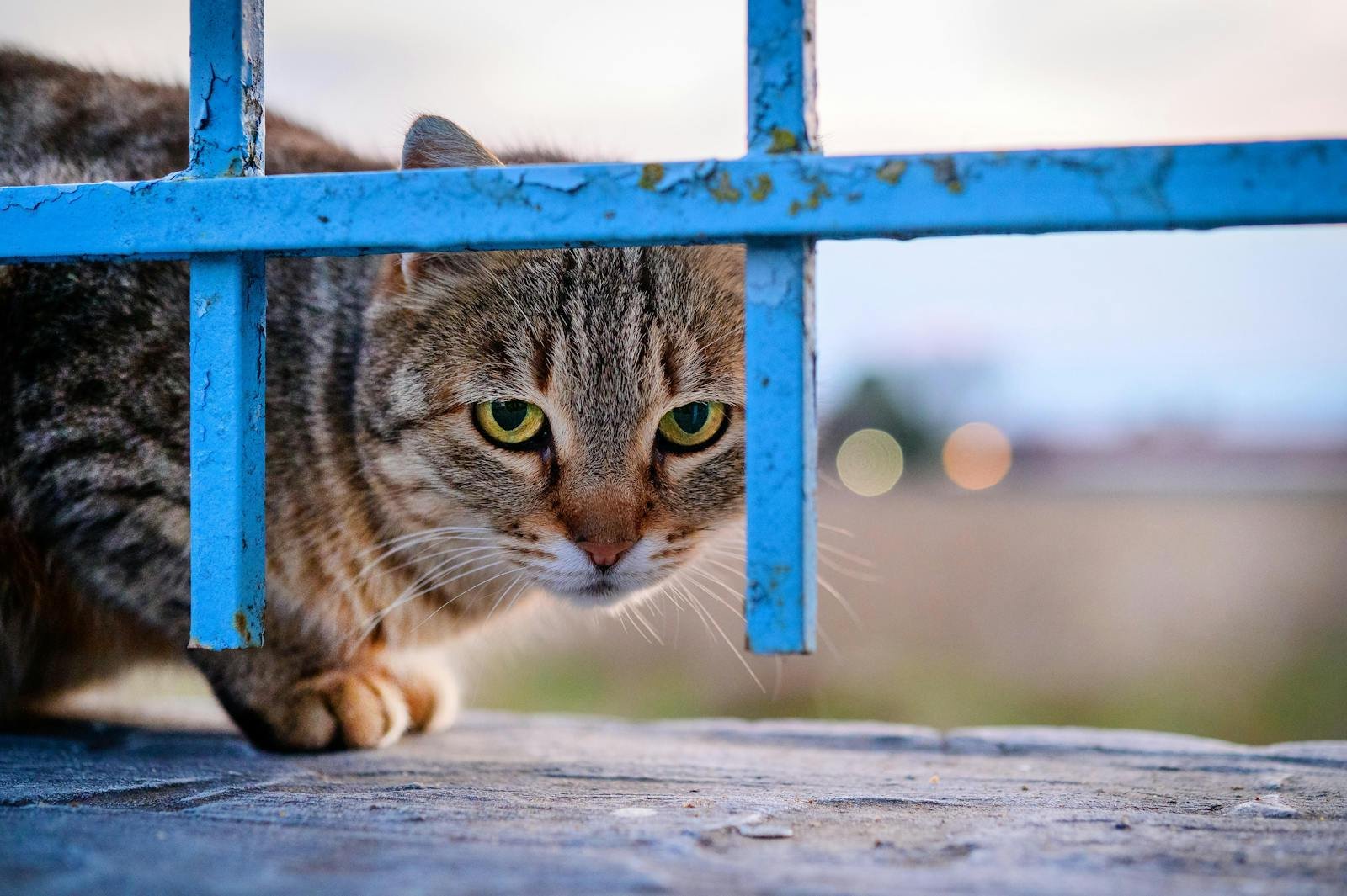 A curious tabby cat peers through a blue metal fence on an outdoor setting.