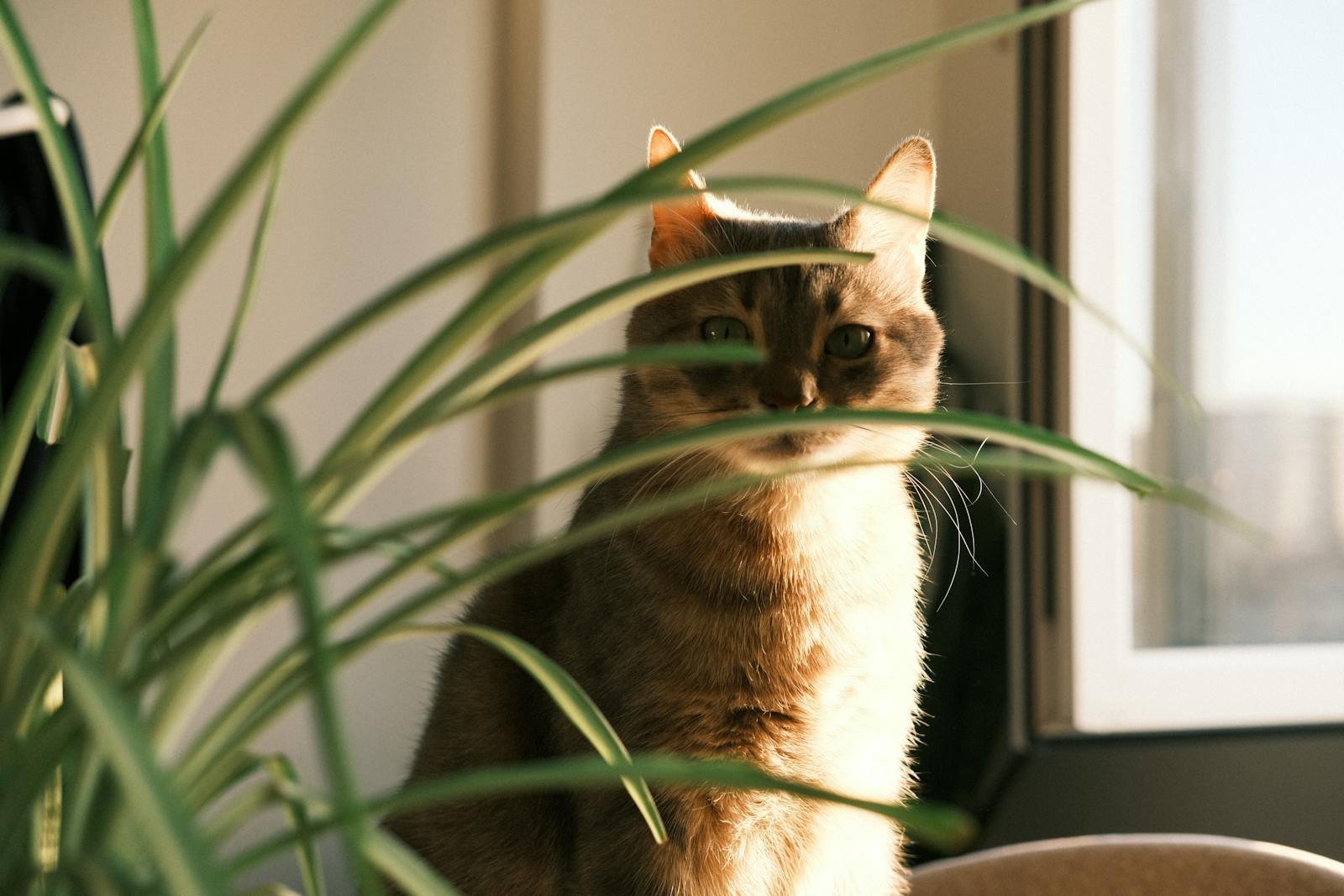 A curious cat peers through houseplants, bathed in warm sunlight by the window.