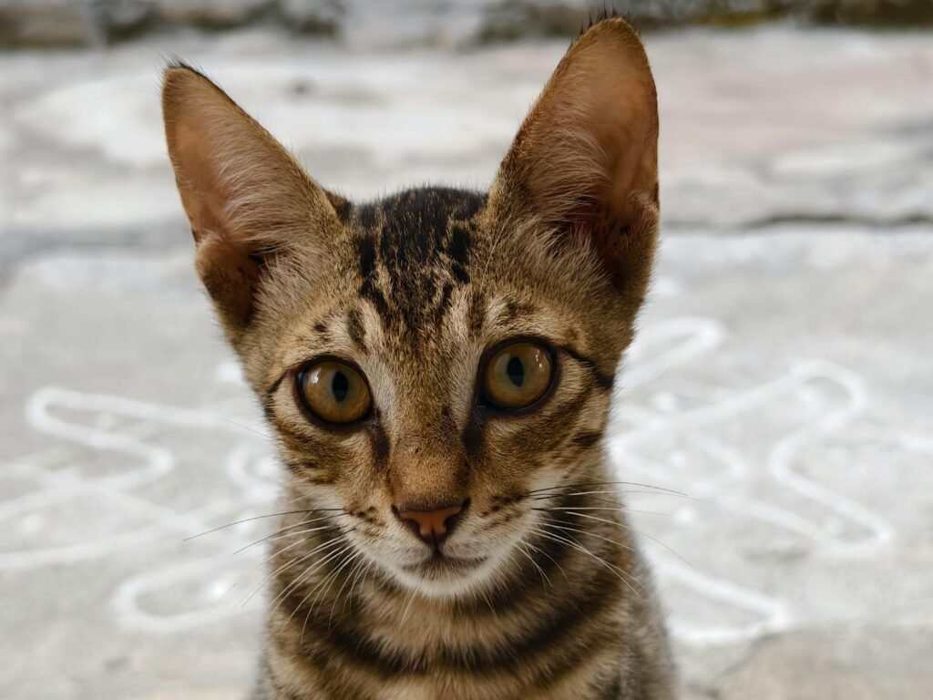 cat