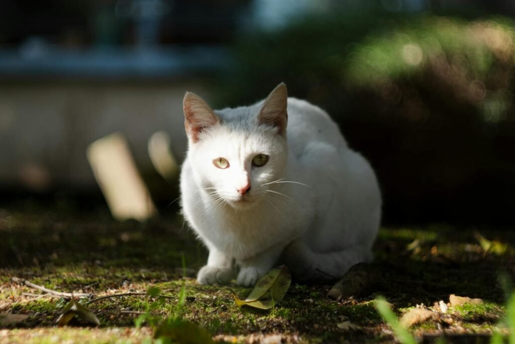 A white cat with piercing eyes crouched in a sunlit forest clearing.