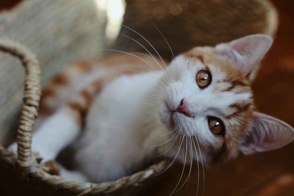 Charming ginger kitten with bright eyes curiously peeks out of a basket.