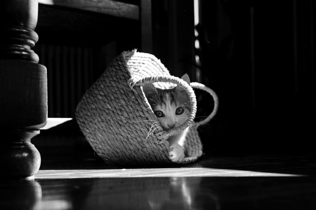 A playful kitten peeks out of a basket in a black and white setting, highlighting its curiosity.