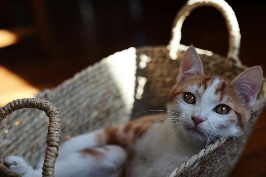 Charming orange and white kitten relaxing in a cozy wicker basket with soft lighting.