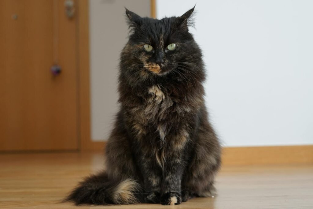 A striking portrait of a long-haired cat sitting indoors, showcasing its unique fur pattern.