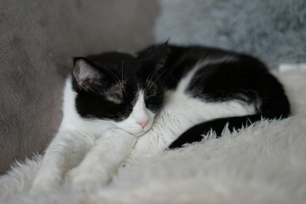 😴 Sueños de un gato feliz 🐾