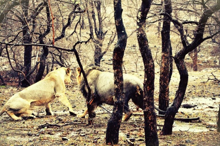 Two majestic Asiatic lions interact amid the trees in the Gir Forest, capturing wildlife in its natural habitat.