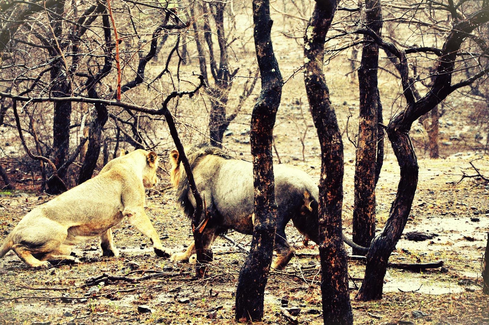 Two majestic Asiatic lions interact amid the trees in the Gir Forest, capturing wildlife in its natural habitat.
