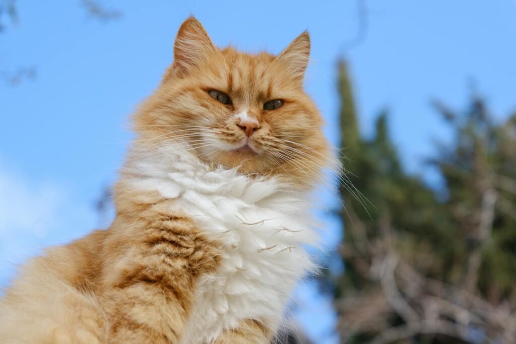 A majestic ginger cat with fluffy fur poses under a bright blue sky.