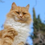 portrait of a beautiful ginger cat